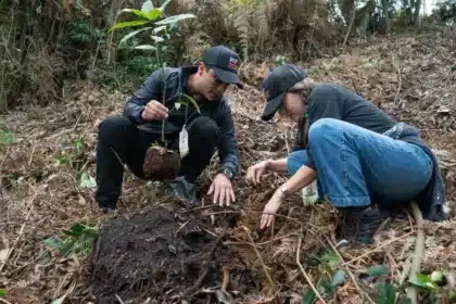 Renault Adopta un arbol